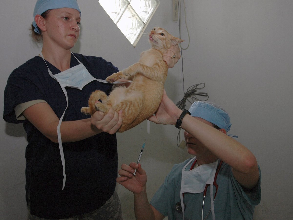 Katze erhält eine Injektion unter die Haut