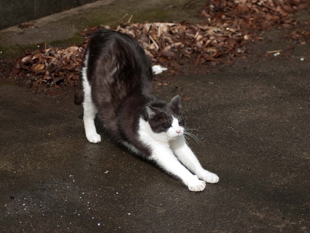 Katze streckt sich auf dem Boden