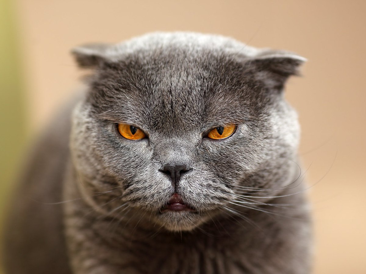 Scottish Fold mit gefalteten Ohren