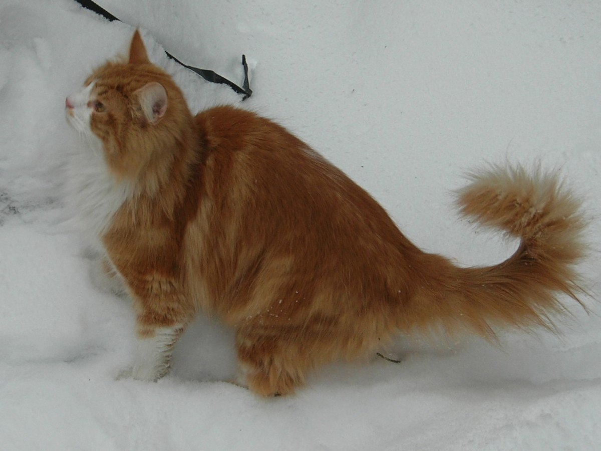 Norwegische Waldkatze im Schnee