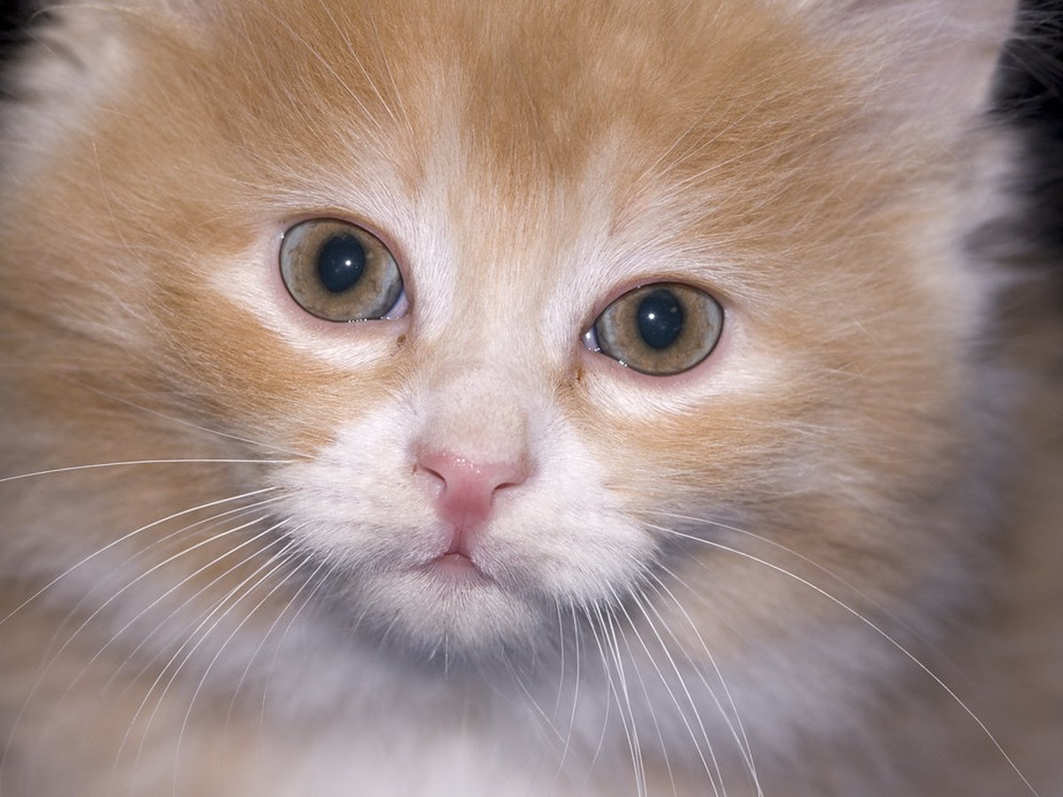 Kurilian Bobtail mit kurzem Schwanz