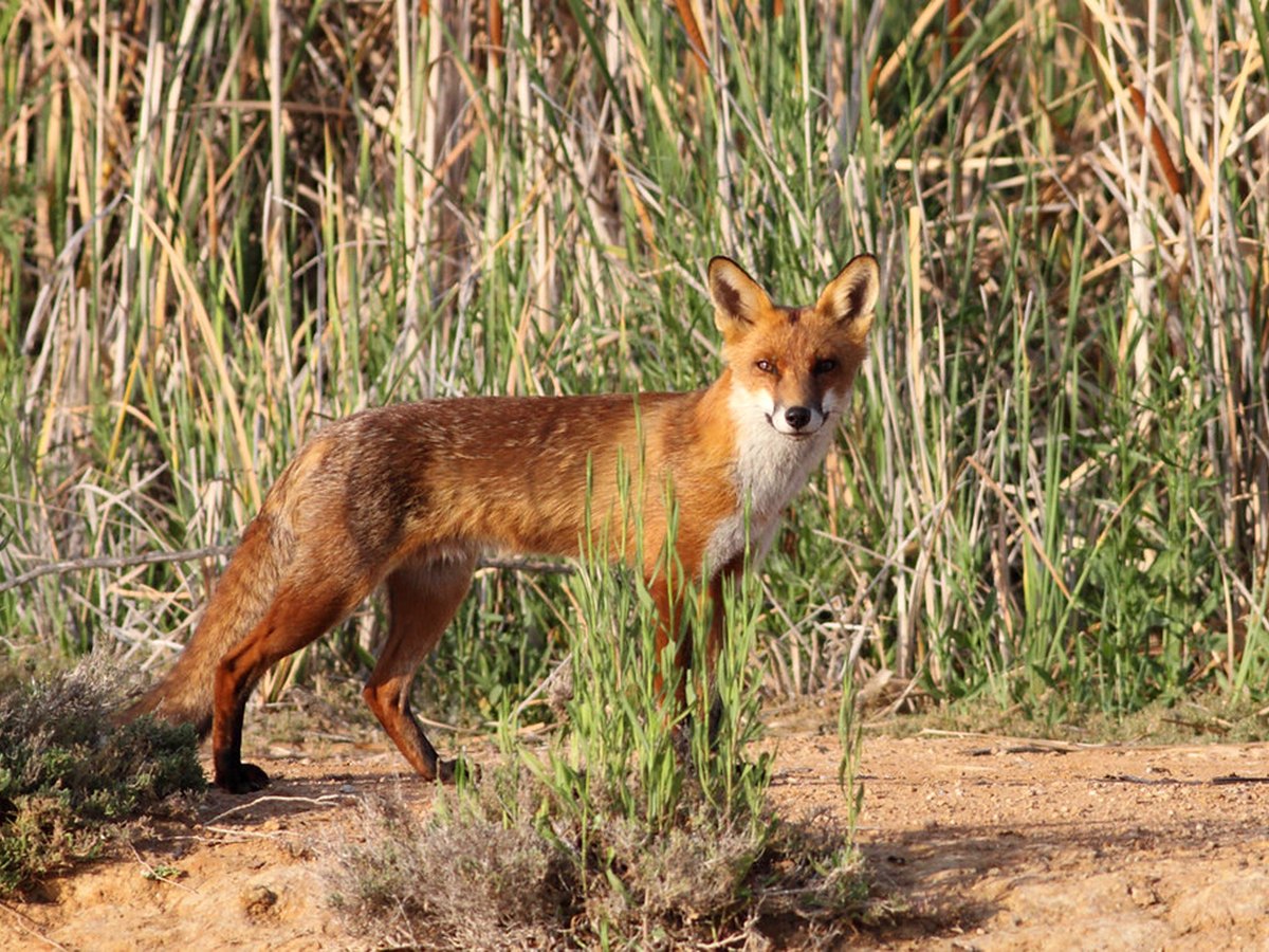 Rotfuchs im Freien