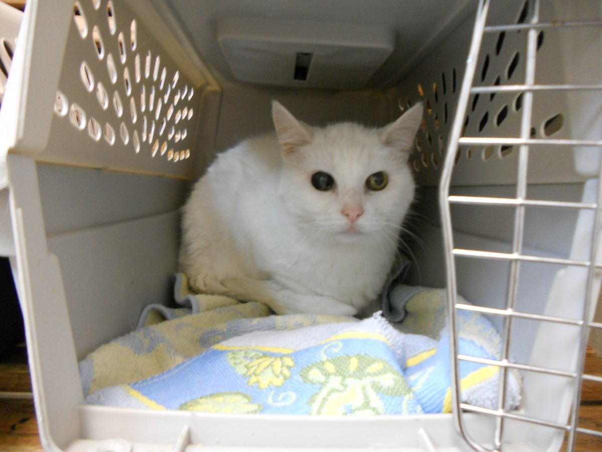 Katze in einer Transportbox