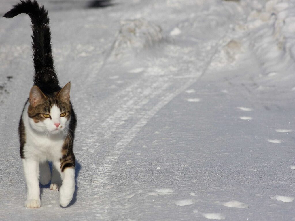 Katze mit aufgestelltem Schwanz