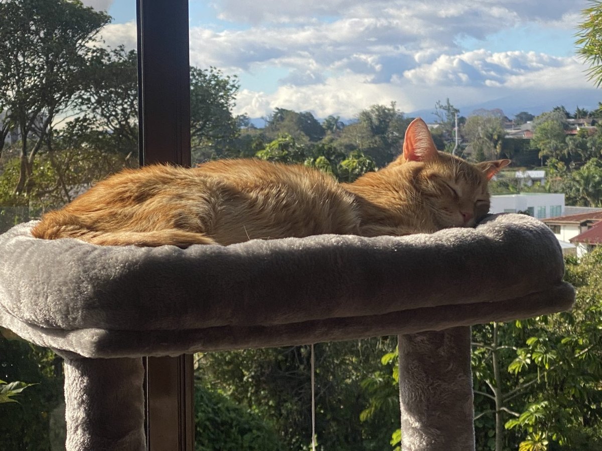 Schlafende Katze