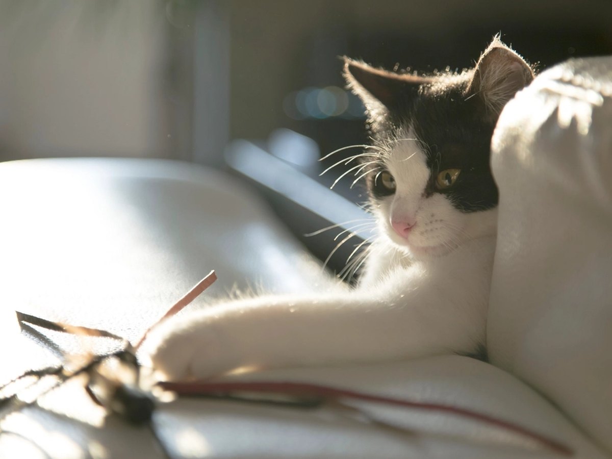 Spielende Katze